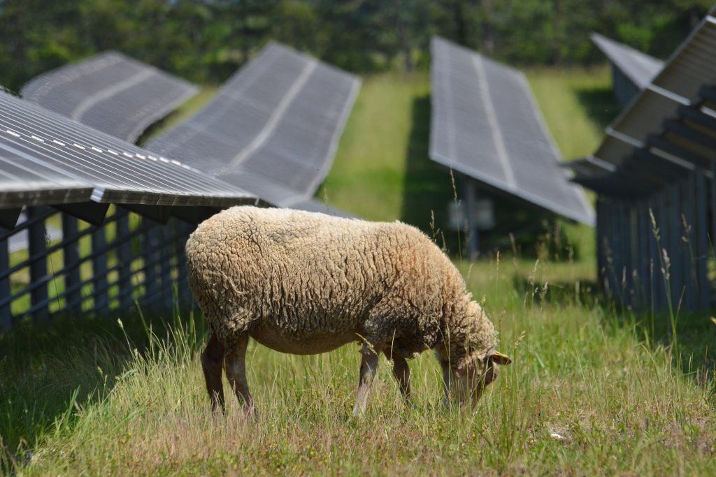 Moutons sur centrale solaire