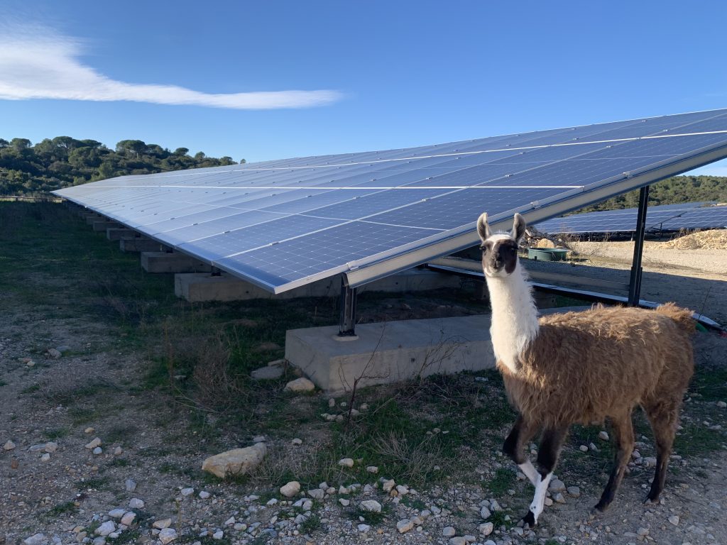 lama et panneau solaire Urbasolar